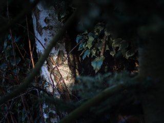 Licht im Wald