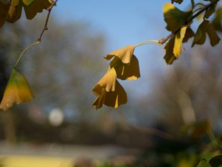 Konica Hexanon AR 40mm f1.8