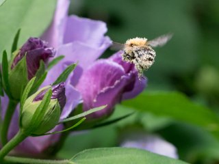 Canon FD Macro 100mm f4
