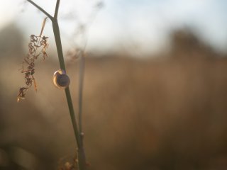 Olympus F.Zuiko Auto-S 38mm f1.8