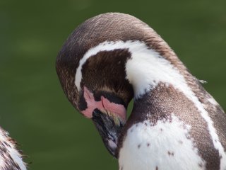 Canon FD 300mm f5.6 S.S.C.