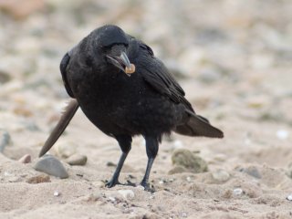 Pentacon 300mm f4