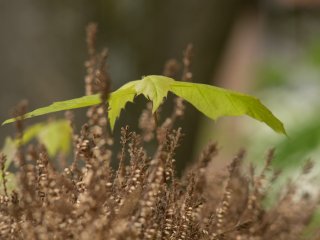Asahi SMC Takumar 150mm f4