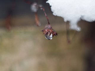 Pentacon Auto 50mm f1.8