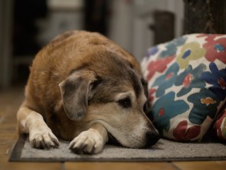 Nikon Nikkor Ai 50mm f1.4