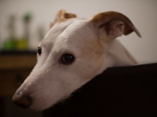 Nikon Nikkor Ai 50mm f1.4