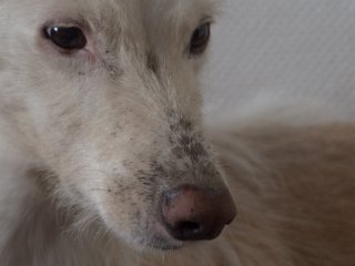 Hazel Nase, aber schmutzig