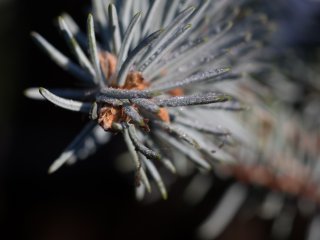 Vivitar Macro 55mm f2.8