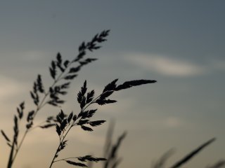 Helios 44-2
