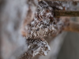Canon FD Macro Lens S.S.C. 50mm f3.5