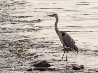 Canon FD 300mm f5.6 S.S.C.