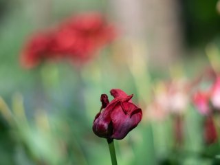 Olympus F.Zuiko Auto-T 70mm f2
