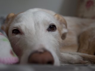 Portrait Hazel