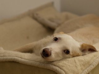 Nikon Nikkor AI-S 85mm f2