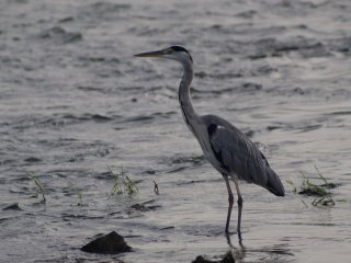 Canon FD 300mm f5.6 S.S.C.