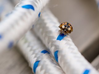 Canon FD Macro 100mm f4