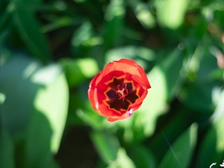 Olympus F.Zuiko Auto-T 70mm f2