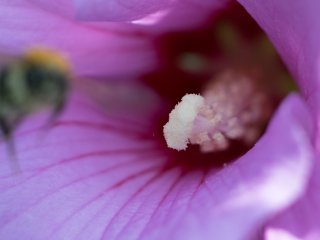 Canon FD Macro 100mm f4