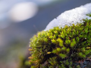 Tamron SP 90mm f2.5 52BB