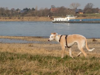 Hazel