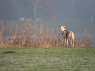 Hazel am Rhein