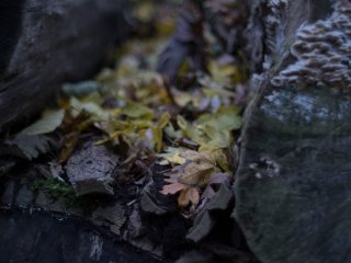 Konica Hexanon AR 50mm f1.4