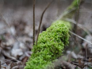 Pentacon Auto 50mm f1.8