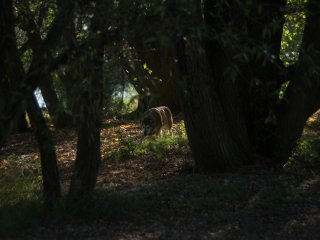 Olympus Auto-Zoom 50-90mm f3.5