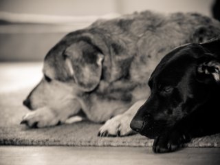 Olympus OM Zuiko 135mm f3.5