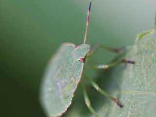 Vivitar Macro 55mm f2.8