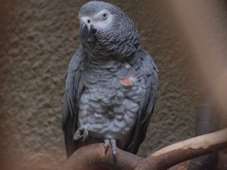 Pentacon 300mm f4