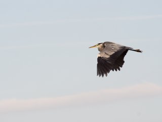 Canon FD 300mm f5.6 S.S.C.