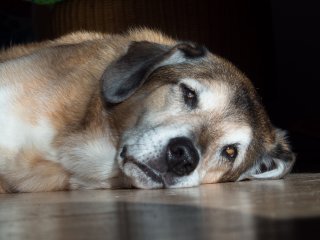 Minolta MD Zoom 35-105mm f3.5-4.5