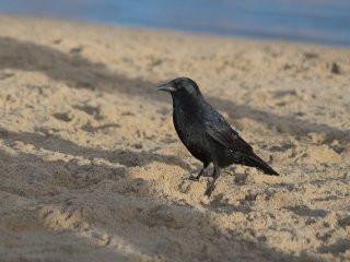 Olympus Auto-Zoom 50-90mm f3.5