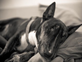 Yashica ML 50mm f1.4