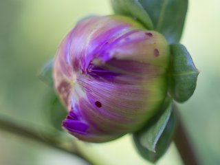 Vivitar Macro 55mm f2.8