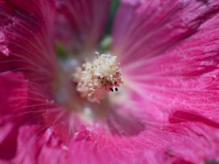Canon FD Macro 100mm f4