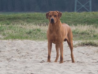 Rhodesian Ridgeback