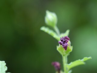 Vivitar Macro 55mm f2.8