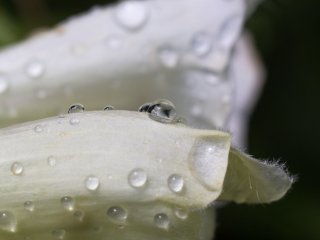 Vivitar Macro 55mm f2.8