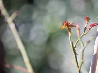Tamron SP 90mm f2.5 52BB