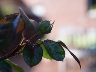 Tokina AT-X 28-85mm f3.5-4.5