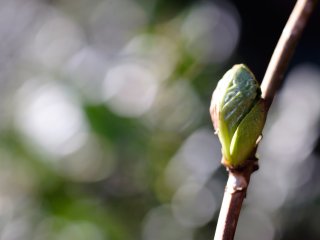 Tamron SP 90mm f2.5 52BB