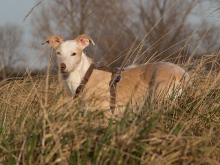 Hazl im Gras