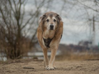 Olympus Auto-Zoom 50-90mm f3.5