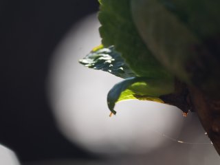 Tamron SP 90mm f2.5 52BB