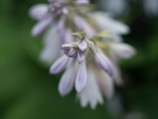 Helios 44-2