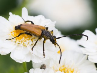 Vivitar Series 1 Macro Telephoto 105mm f2.5