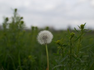 Yashica ML 50mm f1.4