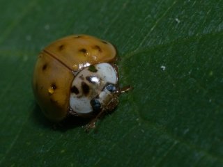 Vivitar Macro 55mm f2.8